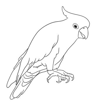 recommend clip art: Cockatoo bird line art 05. Good use for symbol, logo, web icon, mascot, sign, coloring, or any design you want.