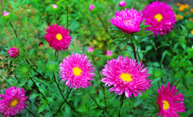 Beautiful purple asters on the green as a background image.