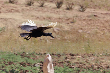 Northern ground hornbill (Bucorvus abyssinicus)