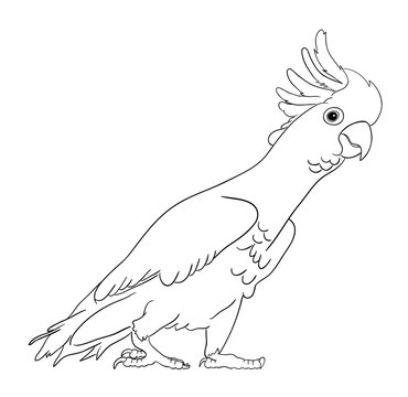 recommend clip art: Cockatoo bird line art 02. Good use for symbol, logo, web icon, mascot, sign, coloring, or any design you want.