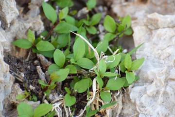  plant in the mountains
