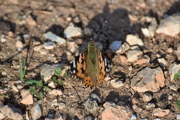 beautiful butterfly sits