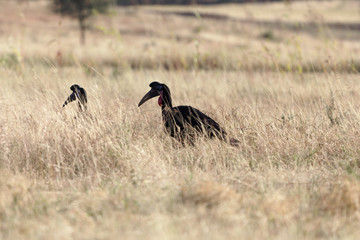 Northern ground hornbill (Bucorvus abyssinicus)