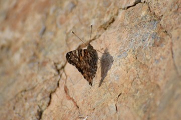 beautiful butterfly sits