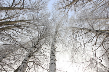 crowns of the birch trees against a cold winter sky
