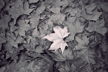 FALL
