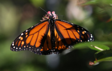Fototapeta premium Butterfly in a garden, in Naples, Florida