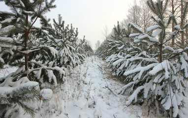 Fototapeta na wymiar winter landscape with snow covered pine trees