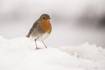 Robin in wintersnow