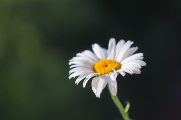 Blooming camomile, selective focus