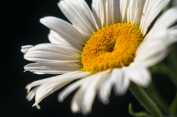 Blooming camomile, selective focus