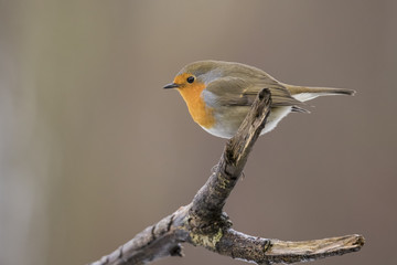 Robin in wintersnow
