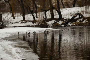 Ducks in a river on winter