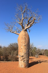 Affenbrotbaum (Baobab) in Madagaskar