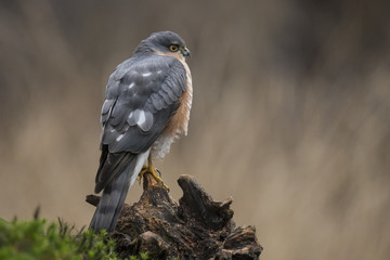 Sparrow hawk