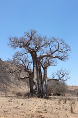 Fototapeta na wymiar Affenbrotbaum (Baobab) in Madagaskar