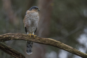 Sparrow hawk