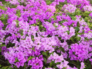 Close up Purple Bougainvillea flower in the garden