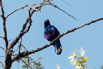 Greater blue-eared glossy-starling (Lamprotornis chalybaeus)