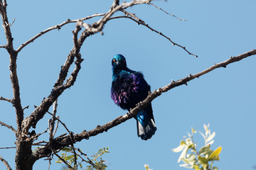 Greater blue-eared glossy-starling (Lamprotornis chalybaeus)