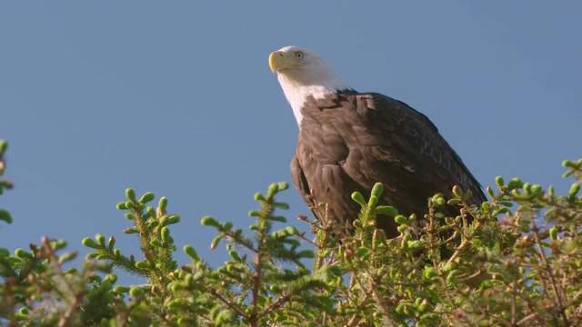 Bald Eagle sitting on top a tree, looking around.