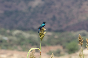 Greater blue-eared glossy-starling (Lamprotornis chalybaeus)