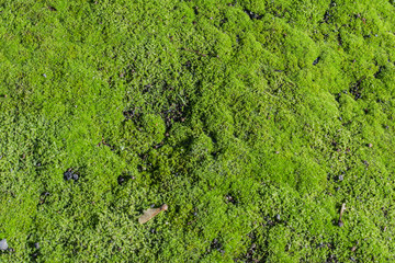 Natur Moos als Hintergrund und Textur