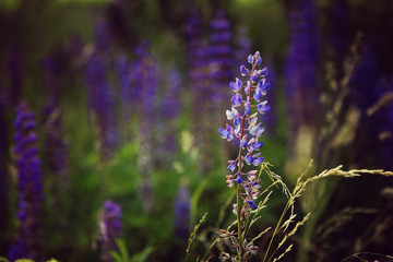 Violet flover in the field