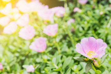 Fototapeta na wymiar beautiful flowers garden with sunlight spring