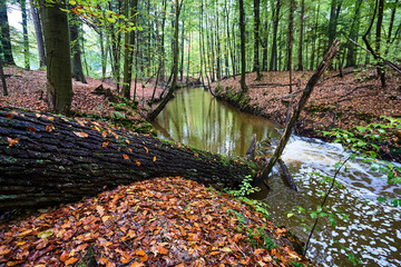Skroda River flowing through the deciduous woods during autumn in Poland.