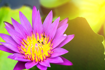 Fototapeta premium beautiful water lilly with warm sun light effect