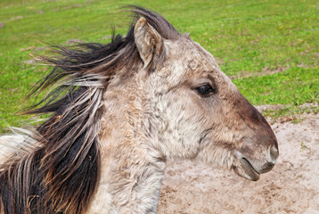 Fototapeta premium Wild horses on a field.