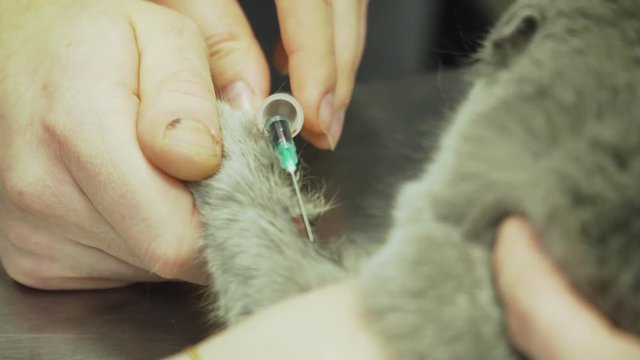 Procedure to take blood from jugular vein of a feline cat in veterinary clinic.Taking blood for analysis in a cat in a vet clinic.