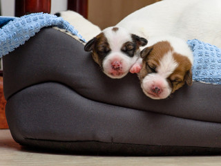 Piękne nowo narodzone szczenięta jack russell terrier, śpią słodko w puchatym łóżku. Rozmycie tła i mała głębia ostrości. © Rajtar photography