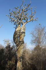Affenbrotbaum (Baobab) in Madagaskar