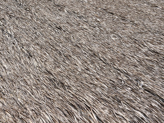 dry grass roof background