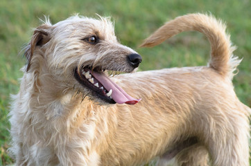 Mix jack russell terrier biega szczęśliwy po zielonej łące jesienią.