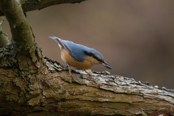 Wildlife photo, eurasian nuthatch standing on old fallen wood, Slovakia forast, Europe