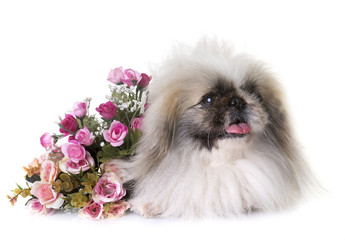 Pekingese dog in studio