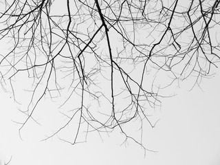 Obraz premium Branch of dead tree