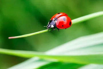 Foto op Plexiglas Macrofoto van Lieveheersbeestje in het groene gras. Macro bugs en insecten wereld. Natuur in het voorjaar concept. © Visual Intermezzo