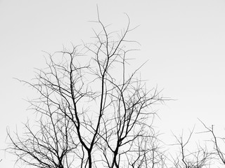 Branch of dead tree