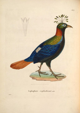 Himalayan Monal