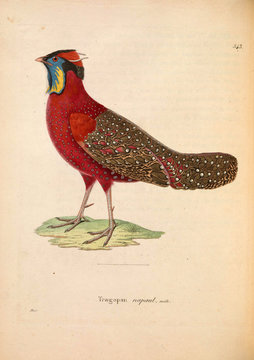 Satyr Tragopan