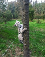 un bengala si arrampica