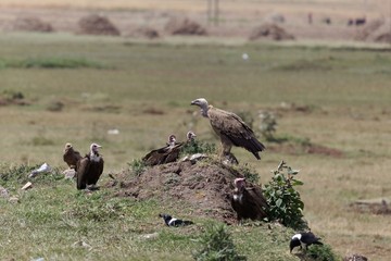 White-backed Vulture (Gyps africanus) with Hooded Vultures (Necrosyrtes monachus)