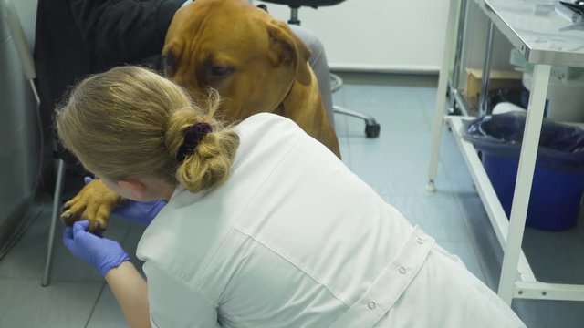 Veterinarian examines dog in a veterinary clinic. Dog at a veterinarian on examination.