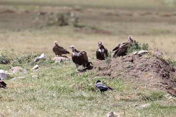 Hooded Vultures (Necrosyrtes monachus)
