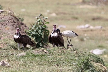 Hooded Vultures (Necrosyrtes monachus) with an African sacred ibis (Threskiornis aethiopicus)