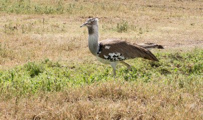 Riesentrappe Afrika